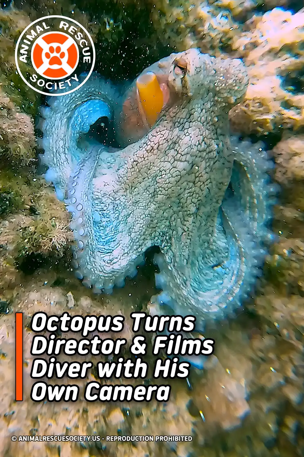 Octopus Turns Director & Films Diver with His Own Camera