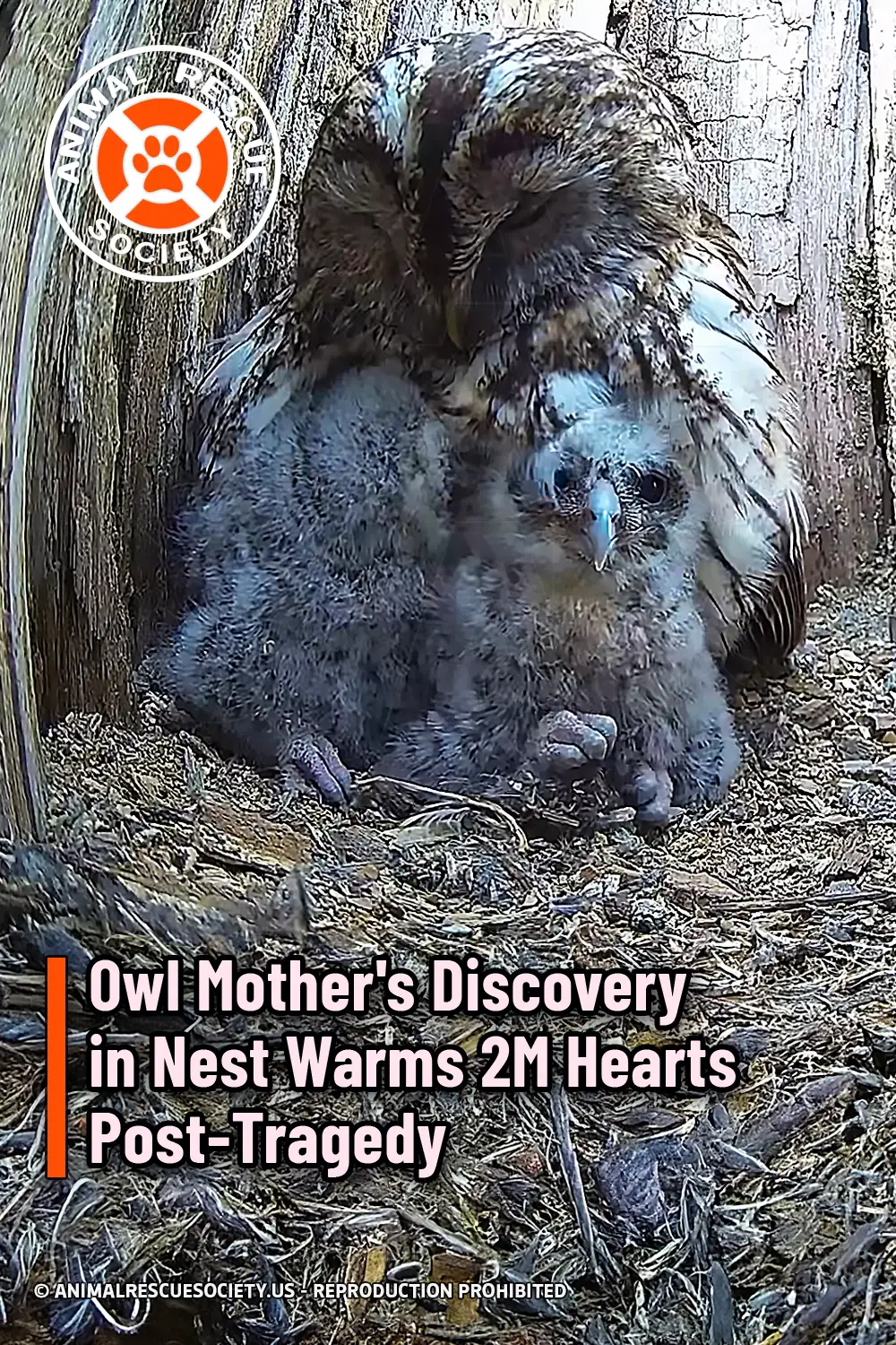Owl Mother\'s Discovery in Nest Warms 2M Hearts Post-Tragedy
