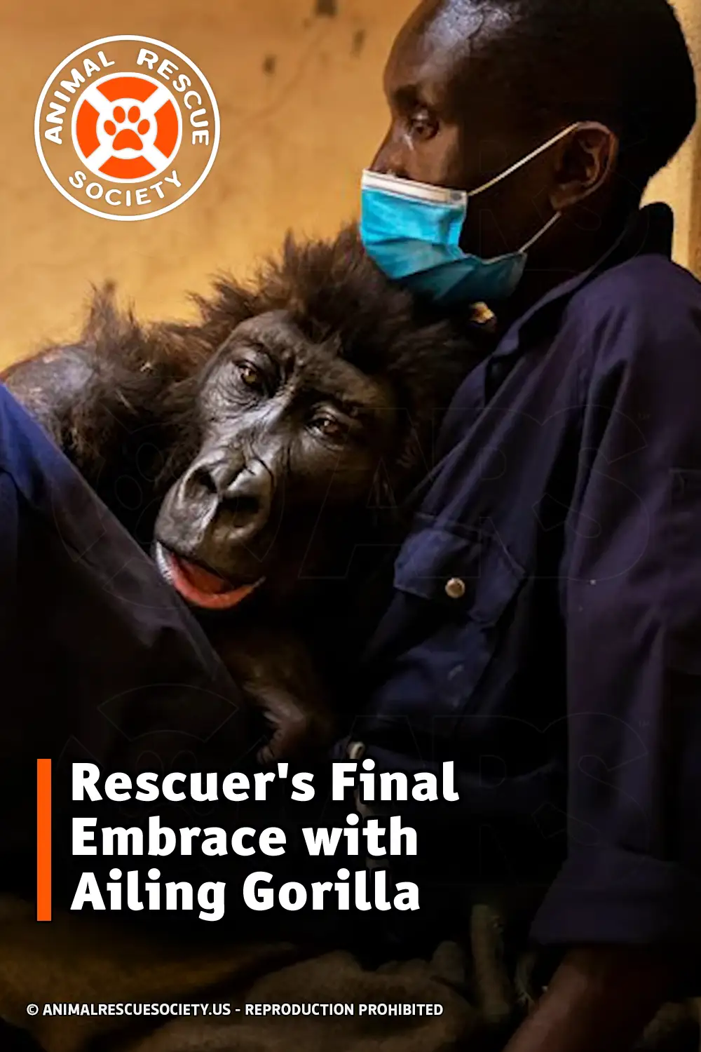 Rescuer\'s Final Embrace with Ailing Gorilla