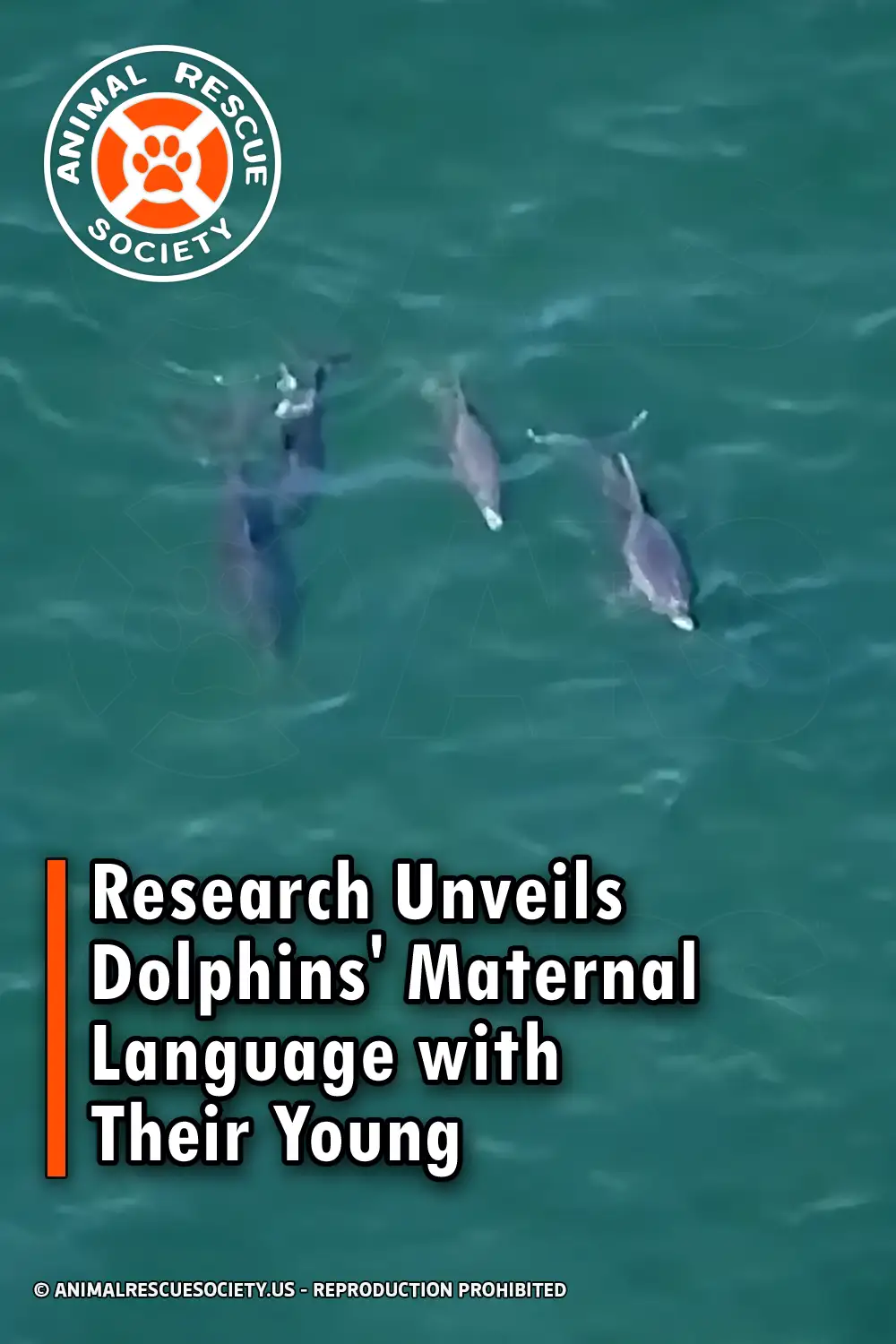 Research Unveils Dolphins\' Maternal Language with Their Young