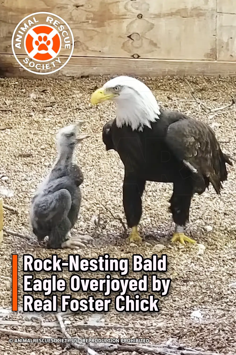 Rock-Nesting Bald Eagle Overjoyed by Real Foster Chick