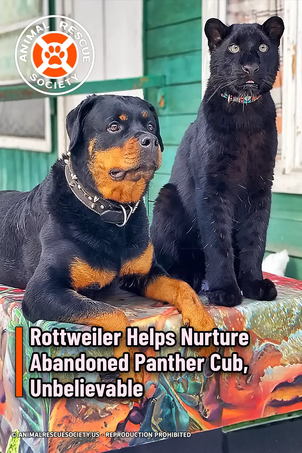 Rottweiler Helps Nurture Abandoned Panther Cub, Unbelievable