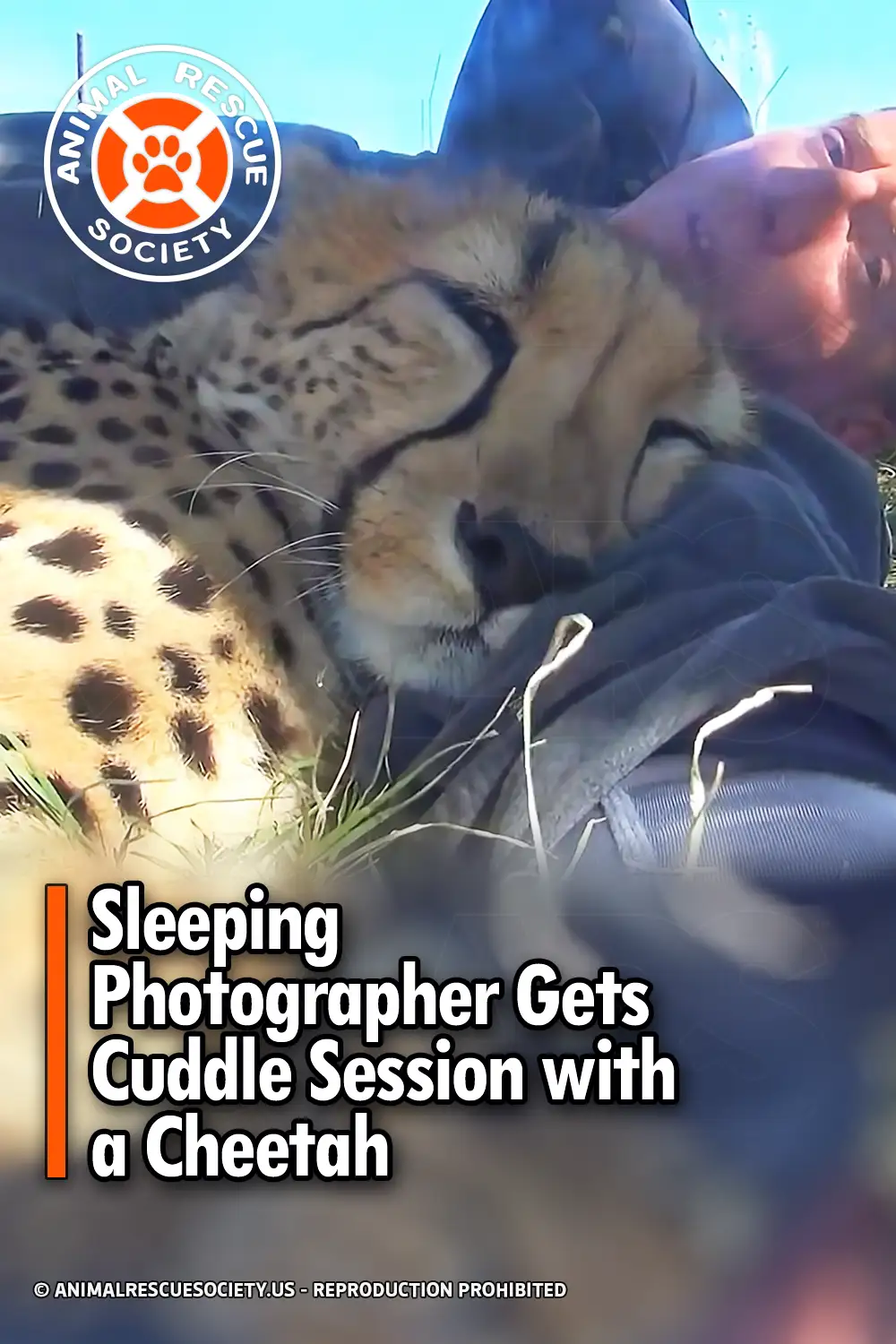 Sleeping Photographer Gets Cuddle Session with a Cheetah