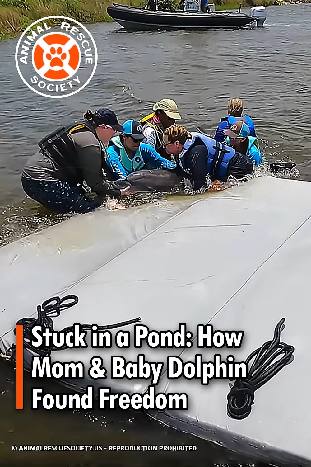 Stuck in a Pond: How Mom & Baby Dolphin Found Freedom