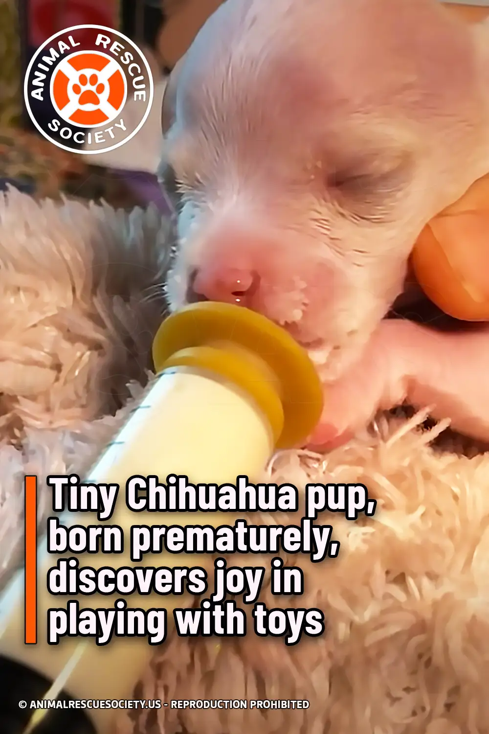 Tiny Chihuahua pup, born prematurely, discovers joy in playing with toys