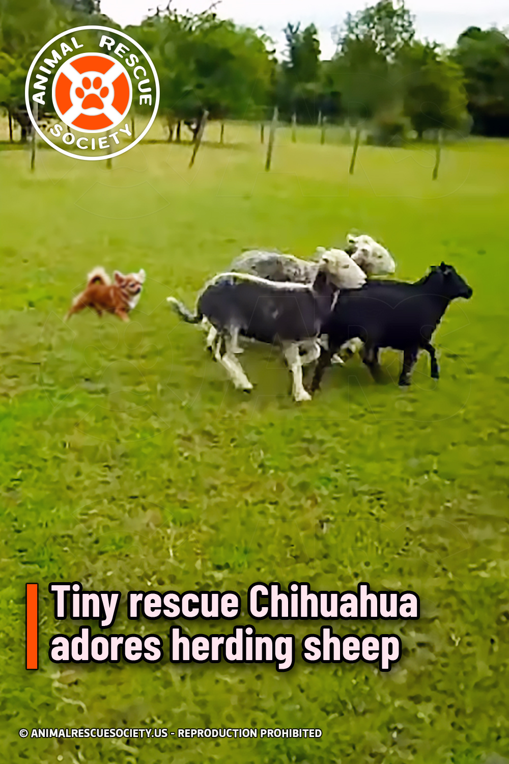 Tiny rescue Chihuahua adores herding sheep