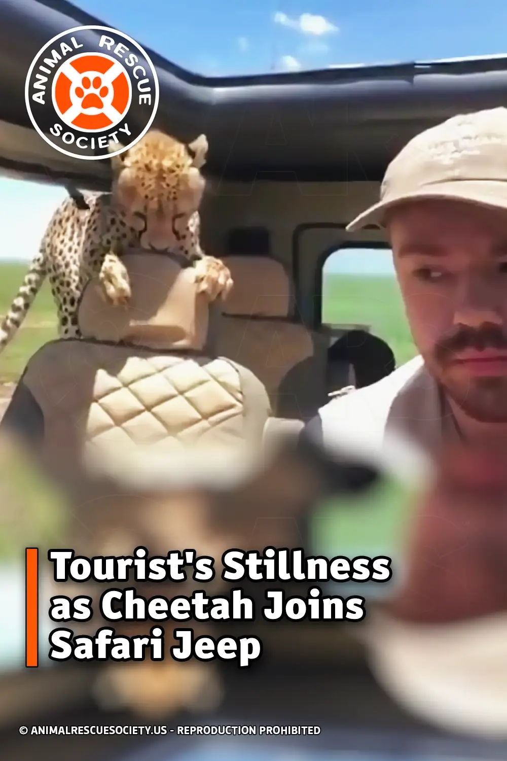 Tourist\'s Stillness as Cheetah Joins Safari Jeep