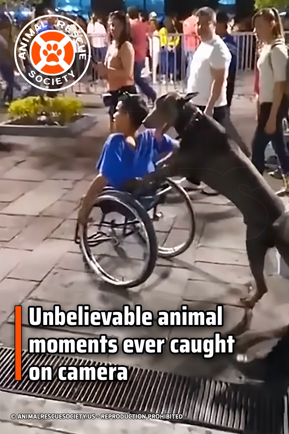 Unbelievable animal moments ever caught on camera
