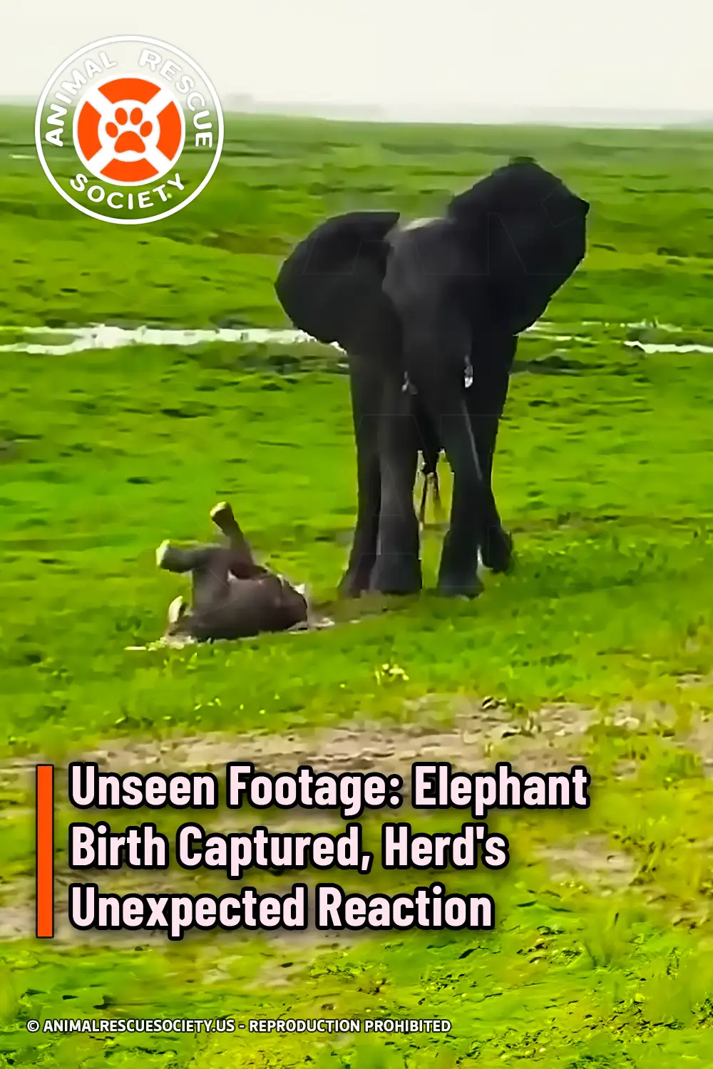 Unseen Footage: Elephant Birth Captured, Herd\'s Unexpected Reaction