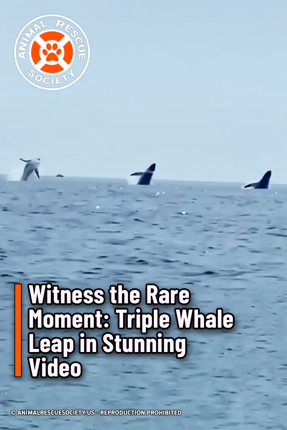 Witness the Rare Moment: Triple Whale Leap in Stunning Video