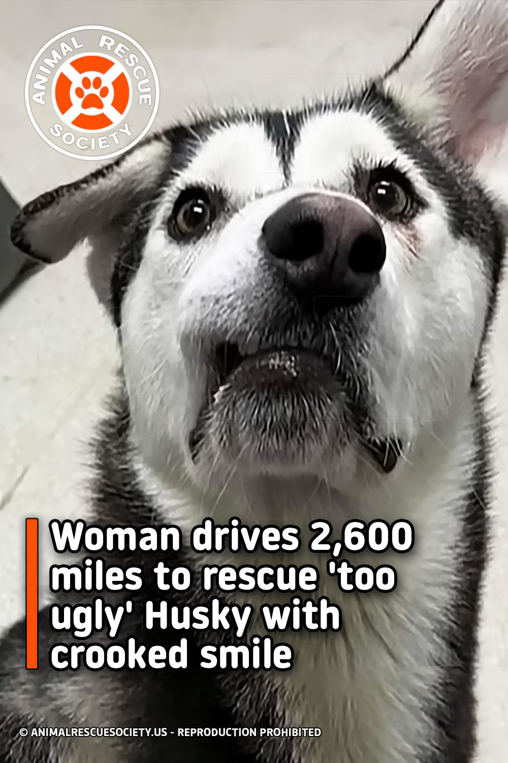 Woman drives 2,600 miles to rescue \'too ugly\' Husky with crooked smile