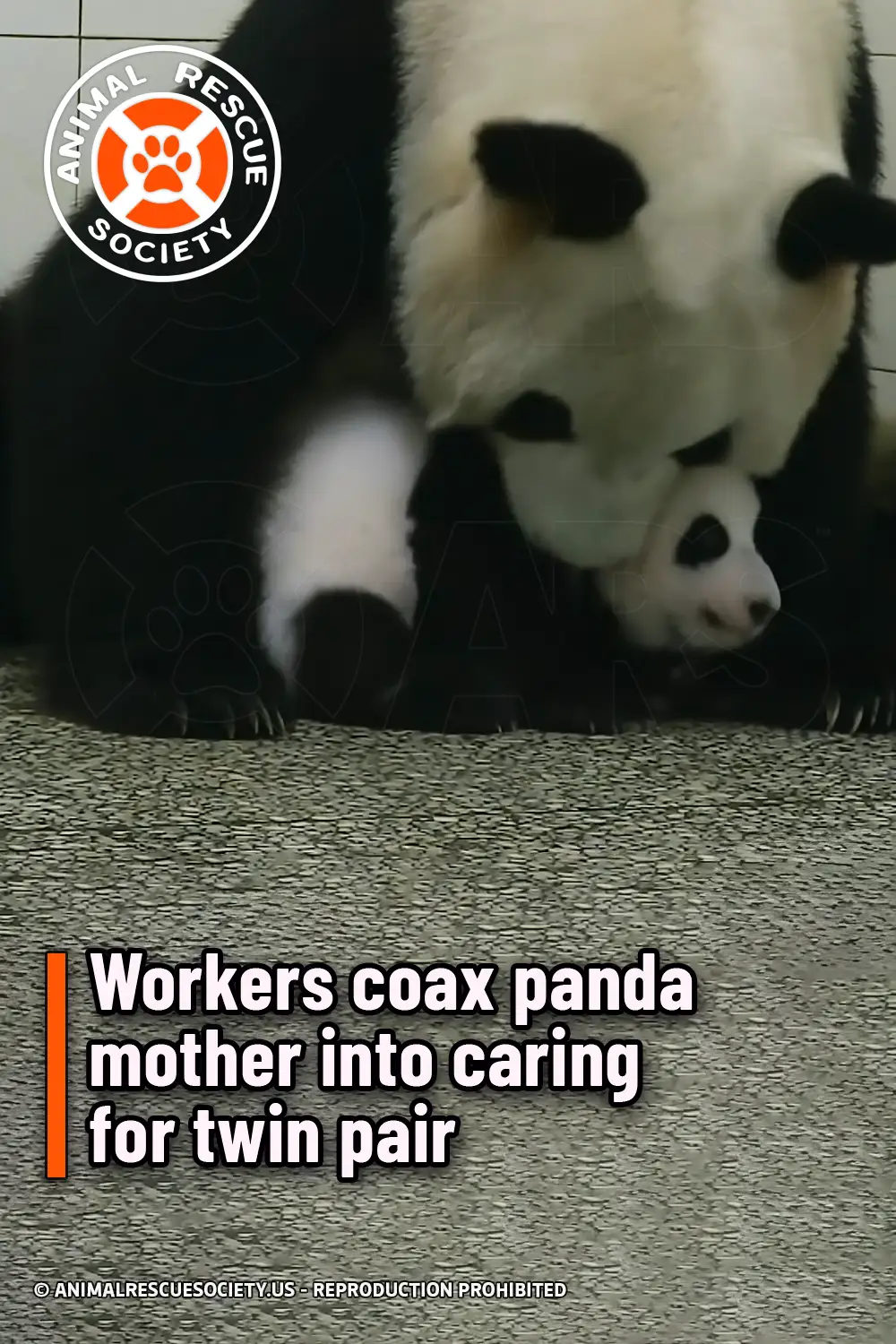 Workers coax panda mother into caring for twin pair