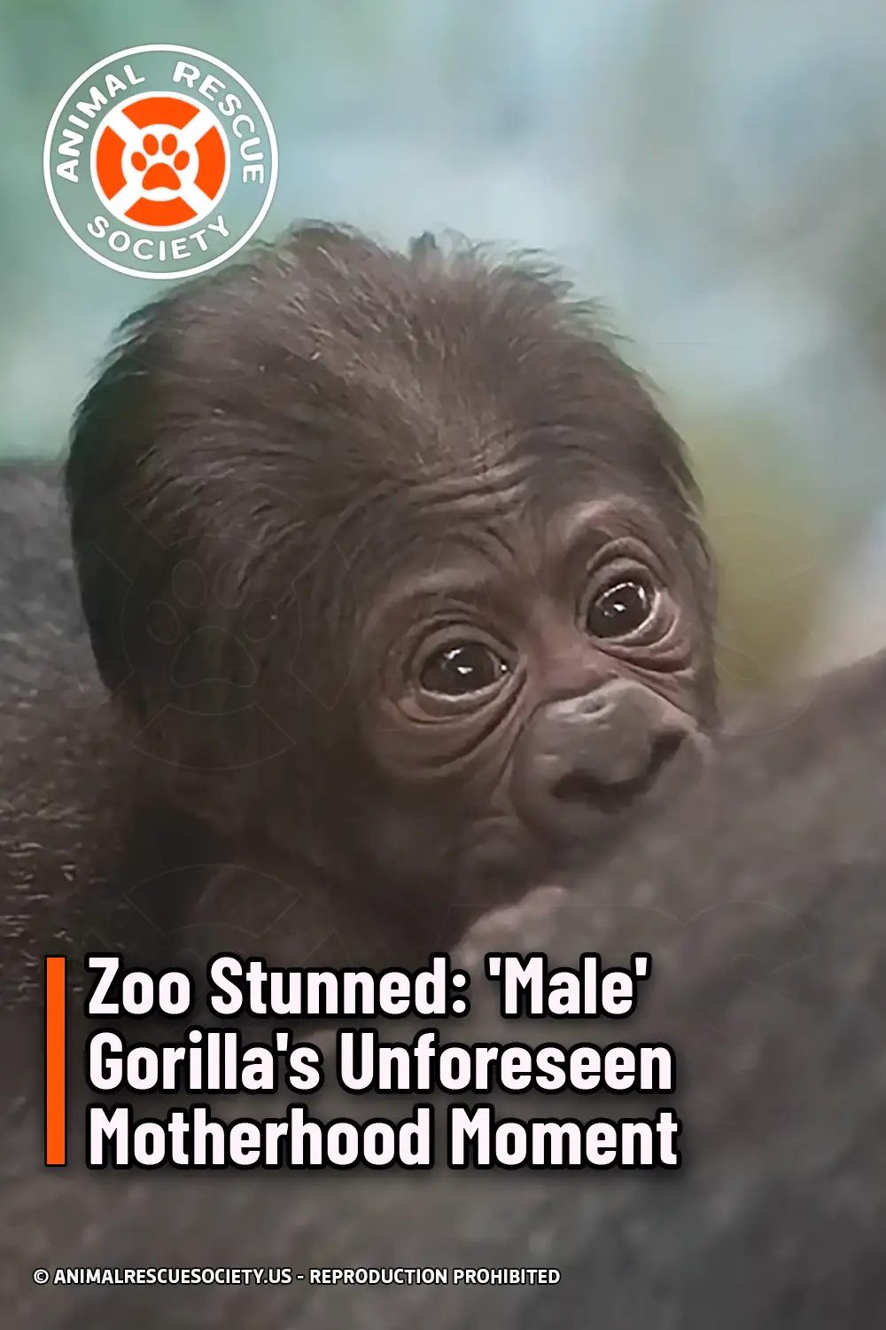 Zoo Stunned: \'Male\' Gorilla\'s Unforeseen Motherhood Moment