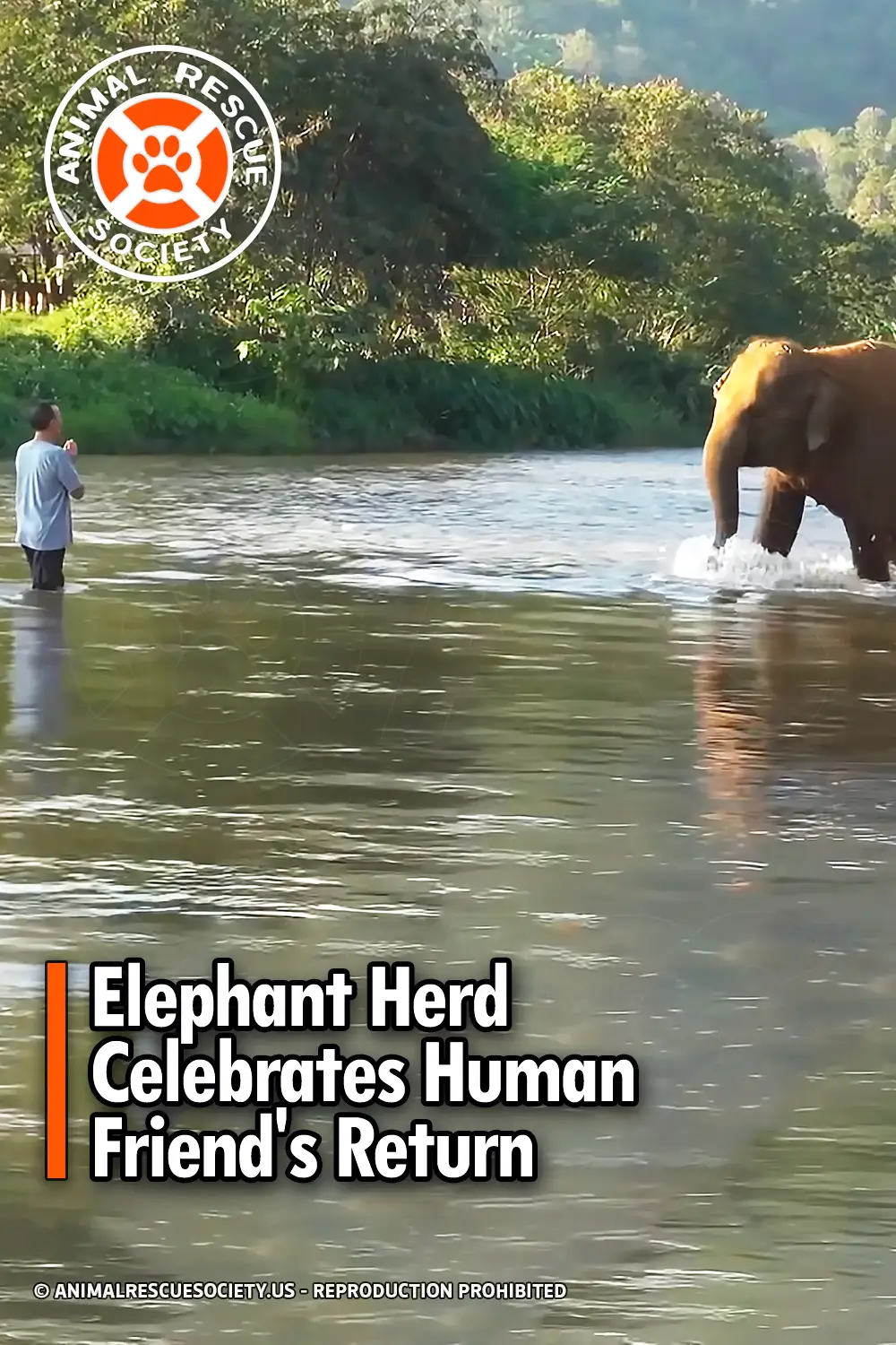 Elephant Herd Celebrates Human Friend\'s Return