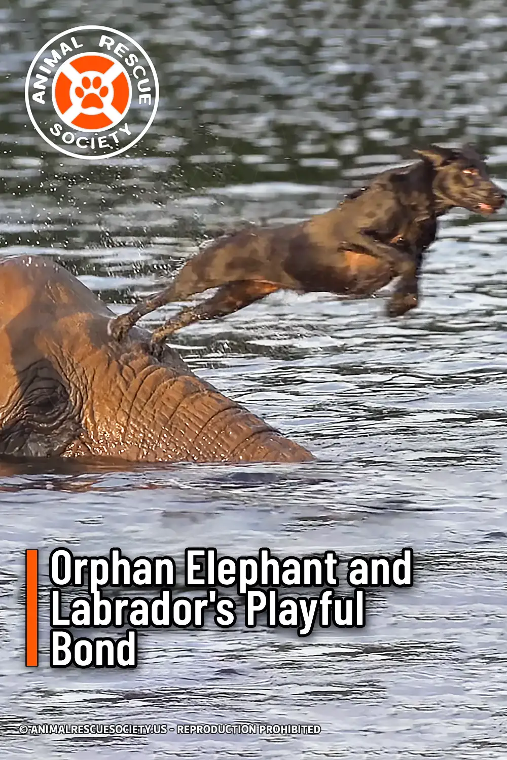 Orphan Elephant and Labrador\'s Playful Bond