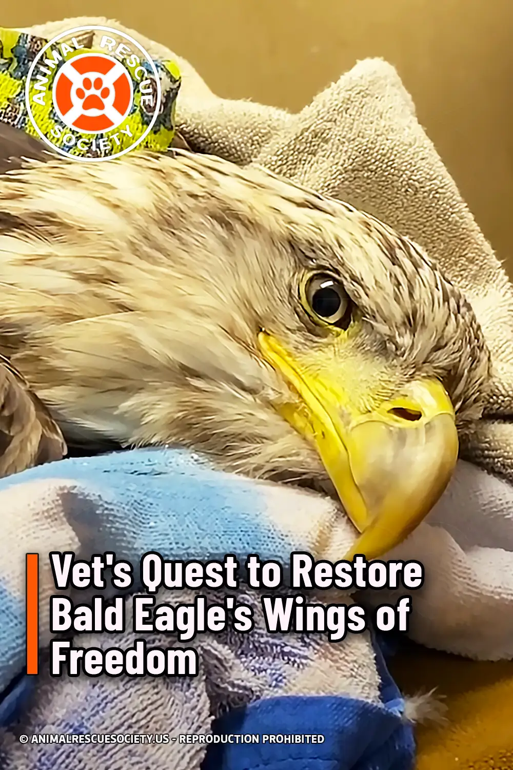 Vet\'s Quest to Restore Bald Eagle\'s Wings of Freedom