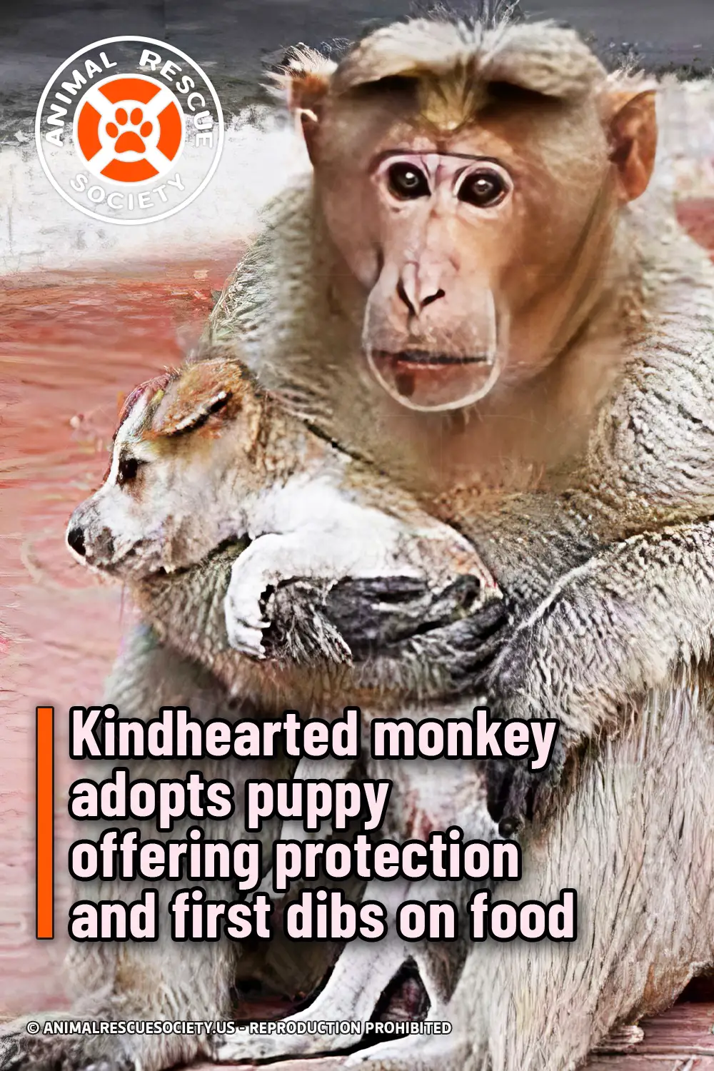Kindhearted monkey adopts puppy offering protection and first dibs on food