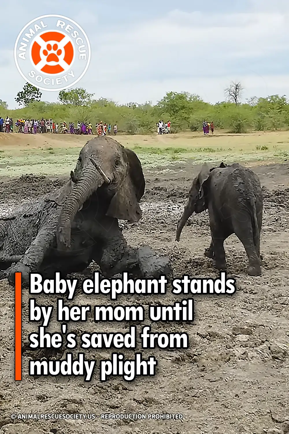 Baby elephant stands by her mom until she\'s saved from muddy plight