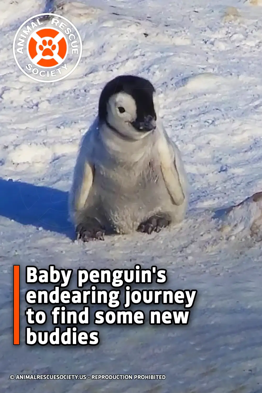 Baby penguin\'s endearing journey to find some new buddies