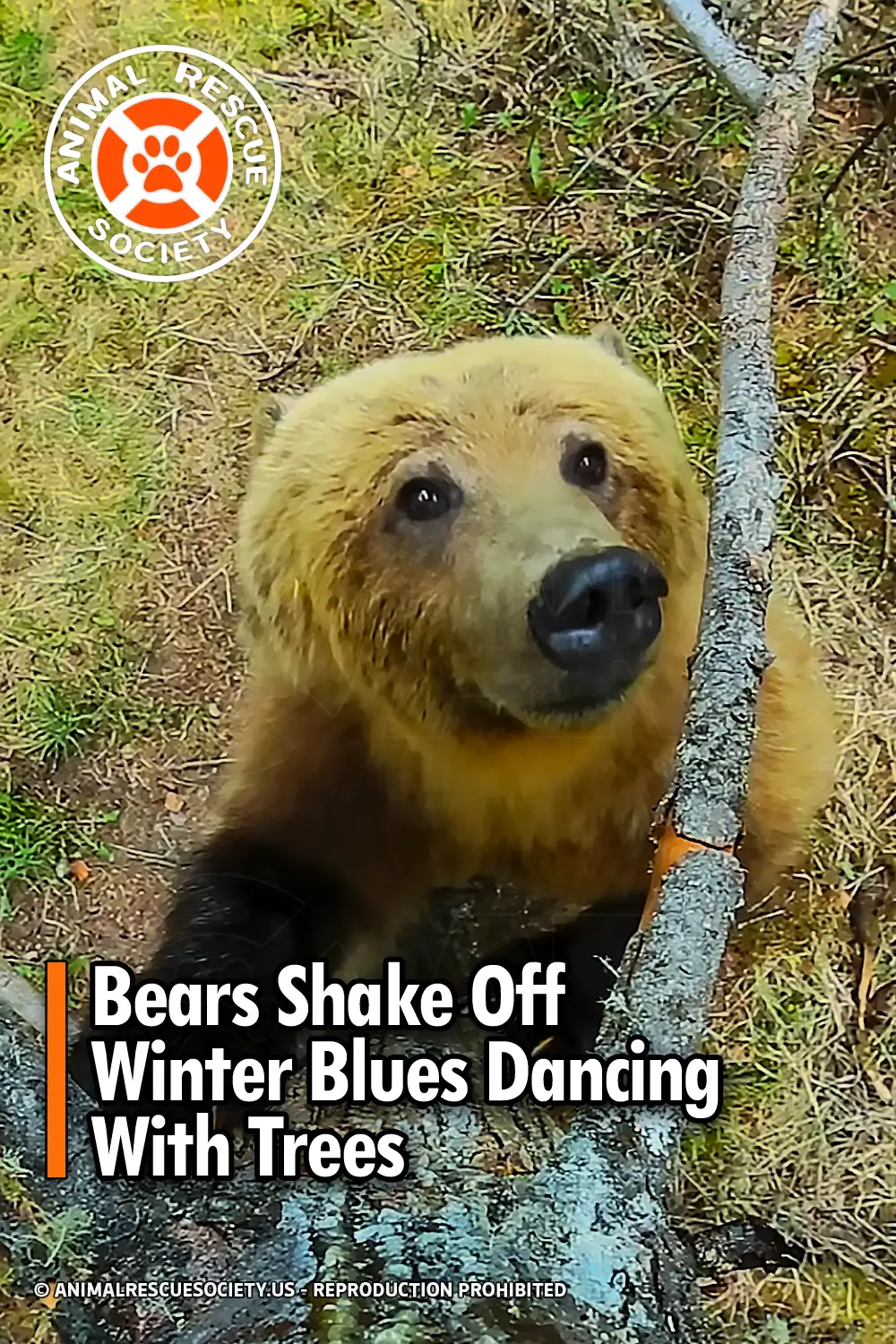 Bears Shake Off Winter Blues Dancing With Trees