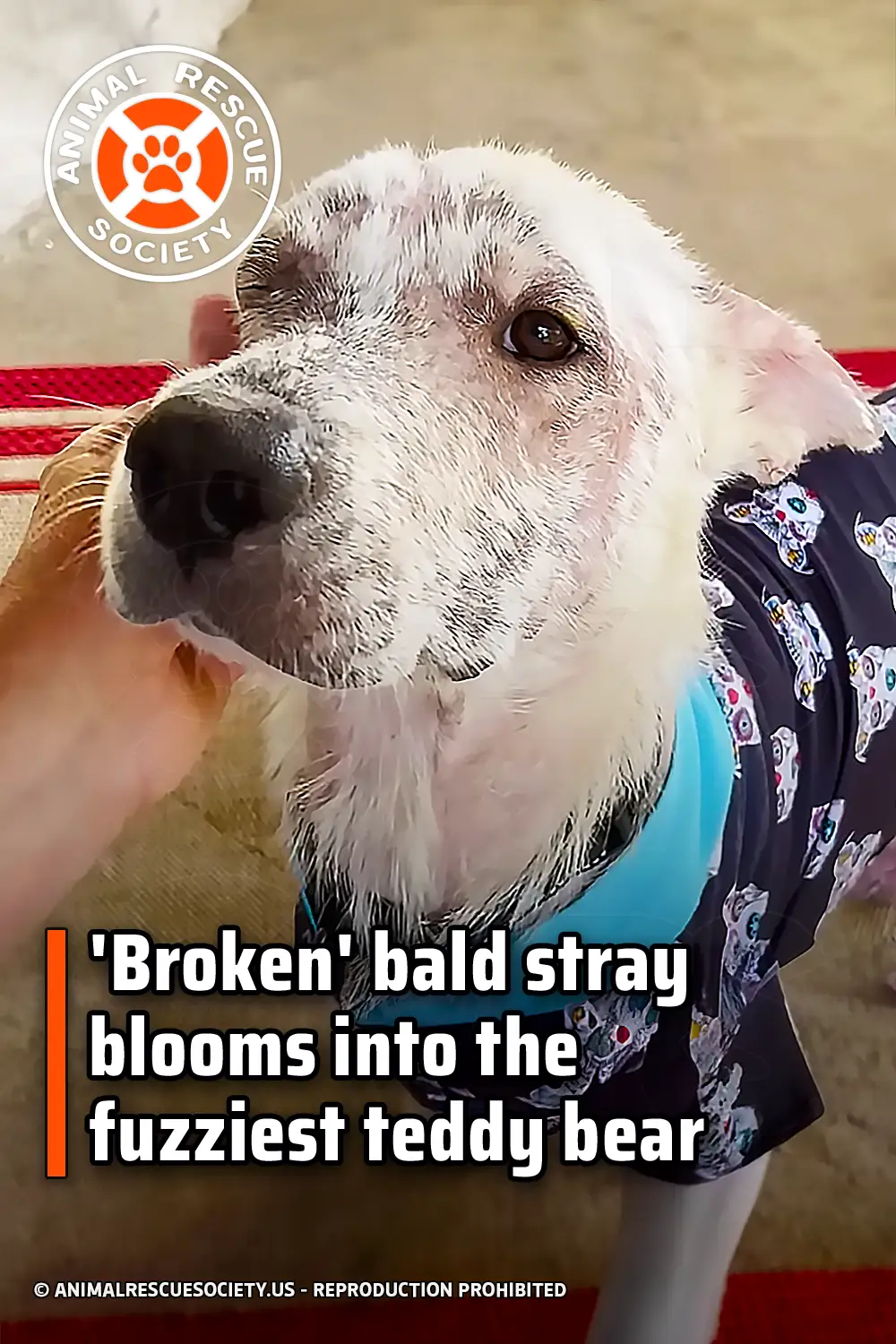 Broken\' bald stray blooms into the fuzziest teddy bear