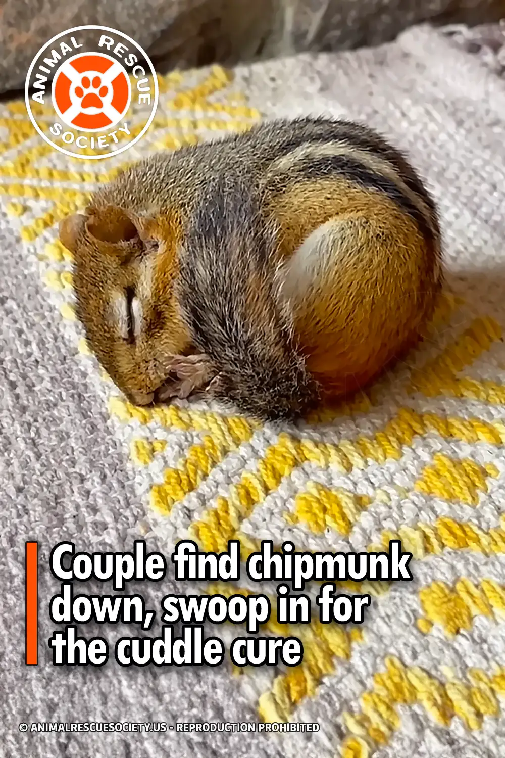 Couple find chipmunk down, swoop in for the cuddle cure