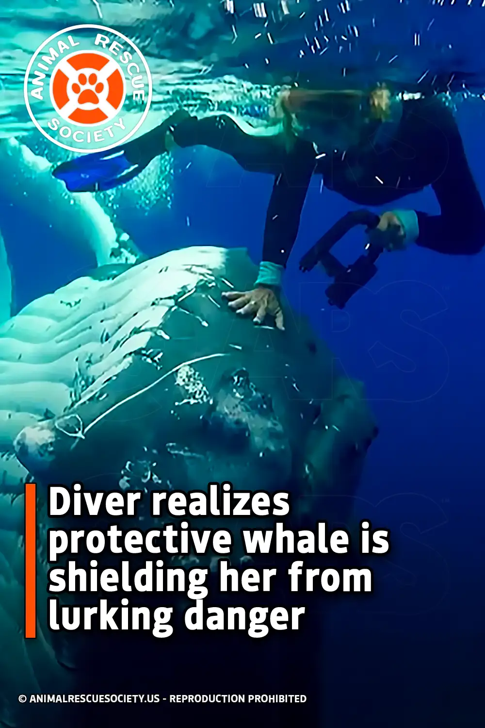 Diver realizes protective whale is shielding her from lurking danger