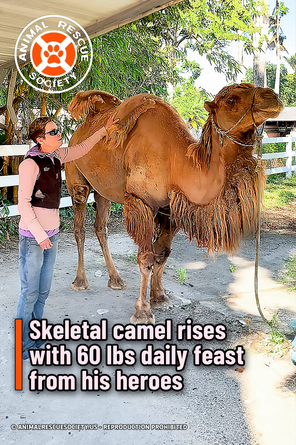 Skeletal camel rises with 60 lbs daily feast from his heroes
