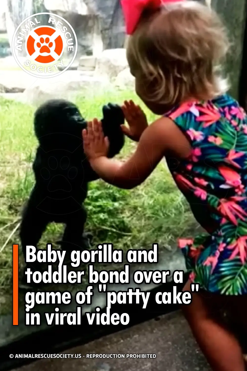Baby gorilla and toddler bond over a game of \