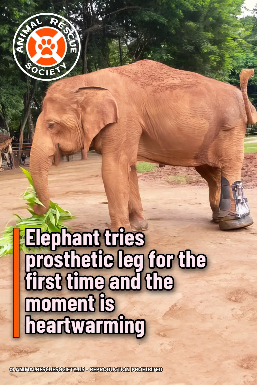 Elephant tries prosthetic leg for the first time and the moment is heartwarming