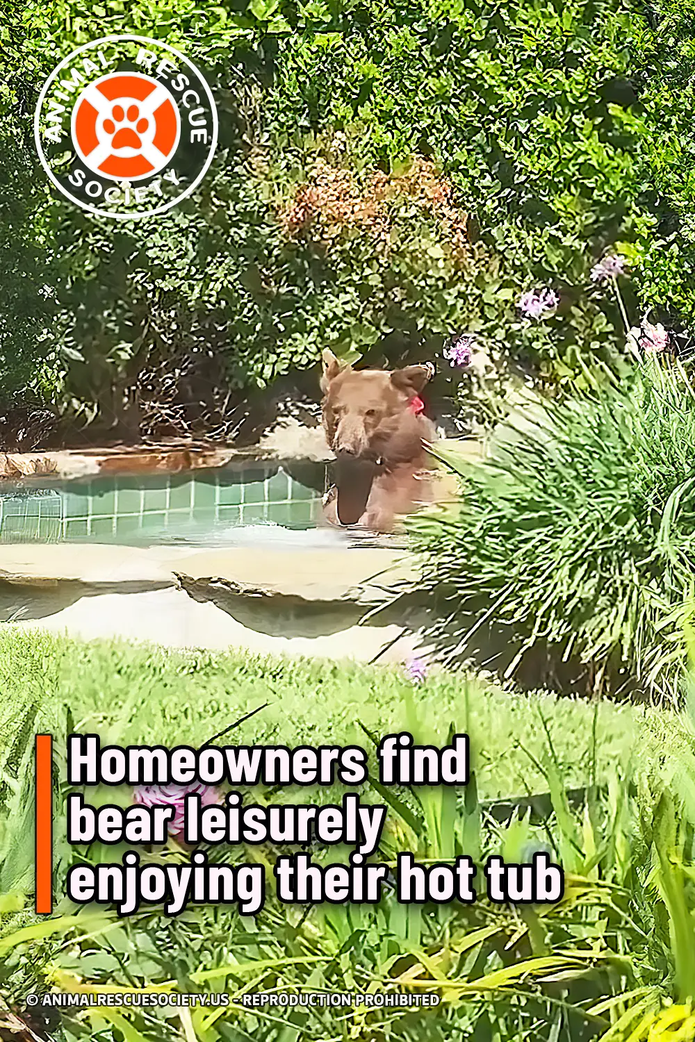 Homeowners find bear leisurely enjoying their hot tub
